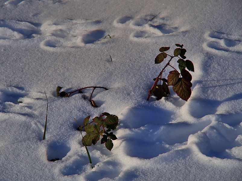 Traces de neige par Edgar Schermaul