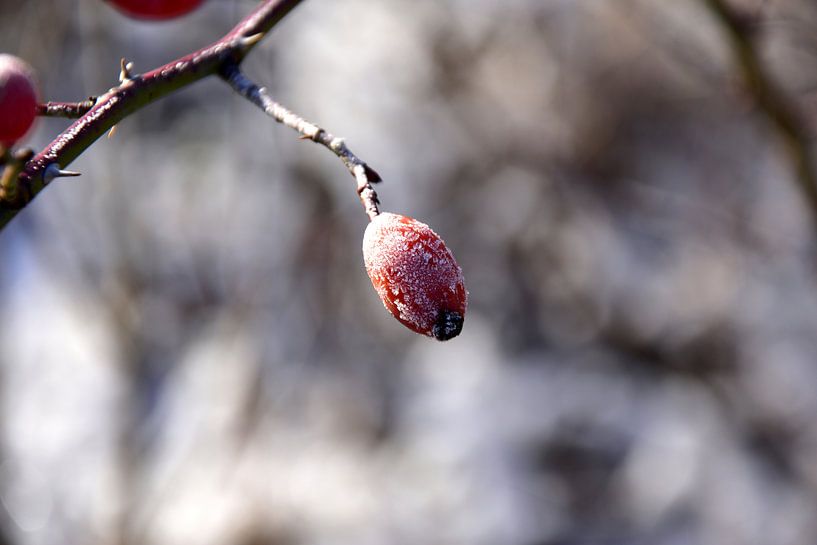  Rozenbottel in de winter par Marcel Ethner