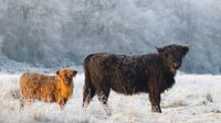 Schottische Highlander in einer gefrorenen Landschaft von Art Wittingen Miniaturansicht