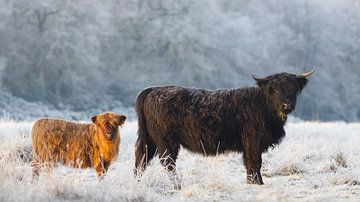 Schottische Highlander in einer gefrorenen Landschaft
