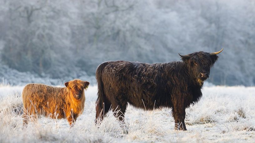 Schottische Highlander in einer gefrorenen Landschaft von Art Wittingen