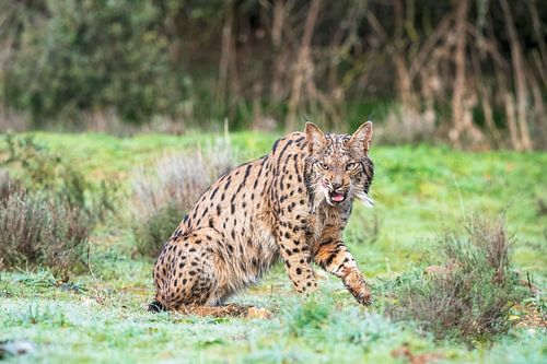 Pardellynx Lynx pardinus