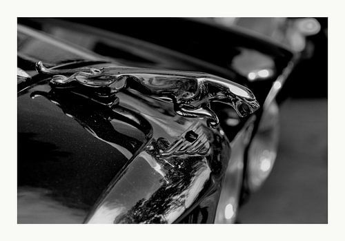 Jaguar in zwart-wit