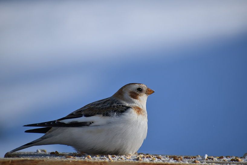 A snow bunting in winter by Claude Laprise