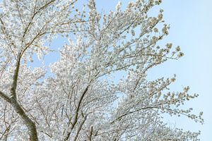 Blossom Japandi Style.