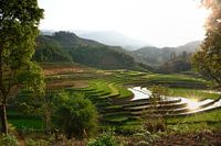 Rice fields in Vietnam
