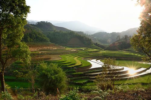 Rijstvelden in Vietnam