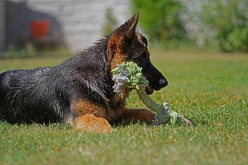 Schapenhond (puppy) liggend met speelbot