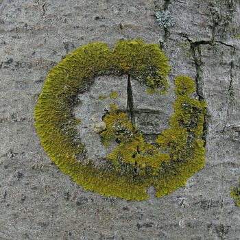 Common orange lichen