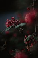 Fond of flowers