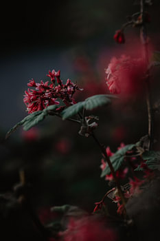 Bokeh met bloemen in een schilderij achtige bewerking