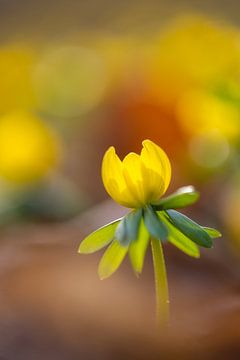 Winterling in beech leaves by Daniela Beyer