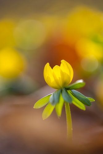 Winterling im Buchenlaub