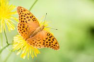 Keizersmantel vlinder op bloem van Mark Scheper thumbnail