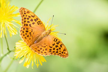 Keizersmantel vlinder op bloem van Mark Scheper