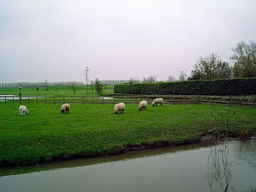 Grazende schapen