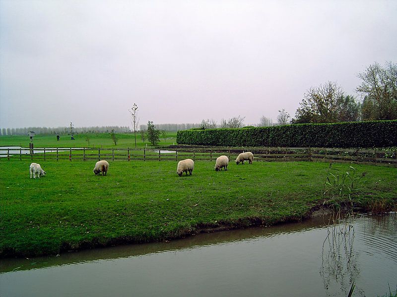 Weidende Schafe von Frank Kleijn