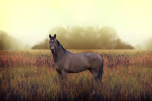 Paard by Mischa Maas