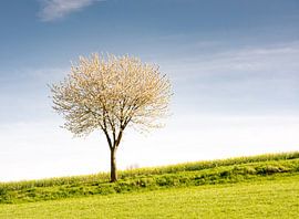 Landschaft in Bayern mit einem blühender Baum im Frühling von ManfredFotos