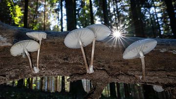 Shining Star en de Beech Slimebushes van Uwe Ulrich Grün