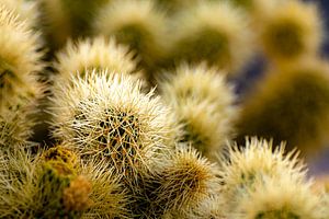 Details Teddy Bear Cholla in Joshua Tree National Park California USA