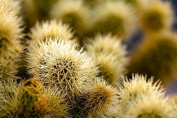 Détails Teddy Bear Cholla in Joshua Tree National Park California USA sur Dieter Walther