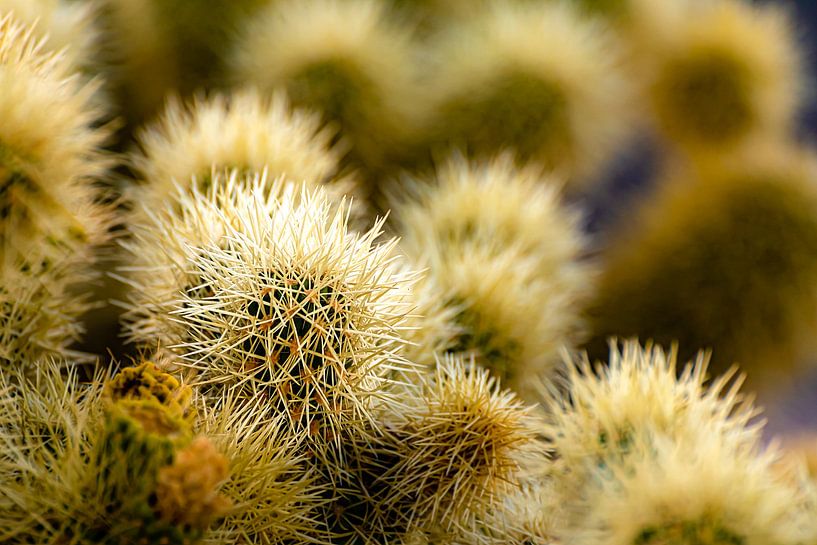 Details Teddy Bear Cholla in Joshua Tree National Park California USA von Dieter Walther