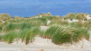 De duinen van Terschelling van Jessica Berendsen