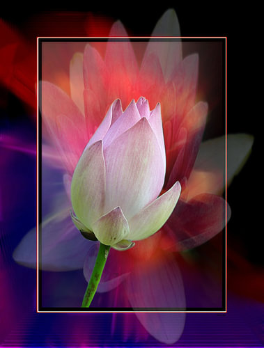 Lotus