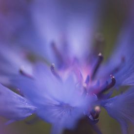 Fleur violette sur Birgitta Tuithof