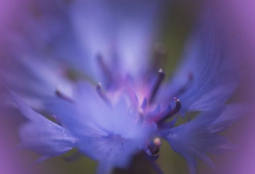 Fleur violette sur Birgitta Tuithof