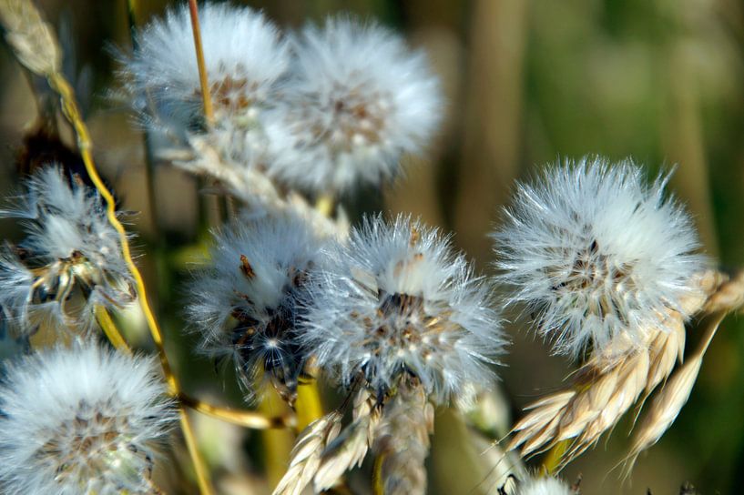 Trockenblumen von wil spijker