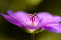 Cranesbill blossom