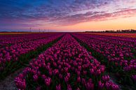 Zonsopkomst tulpenveld van Rick Kloekke thumbnail