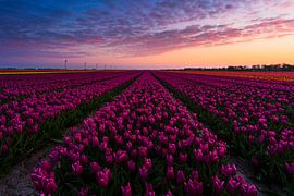Sunrise tulip field by Rick Kloekke