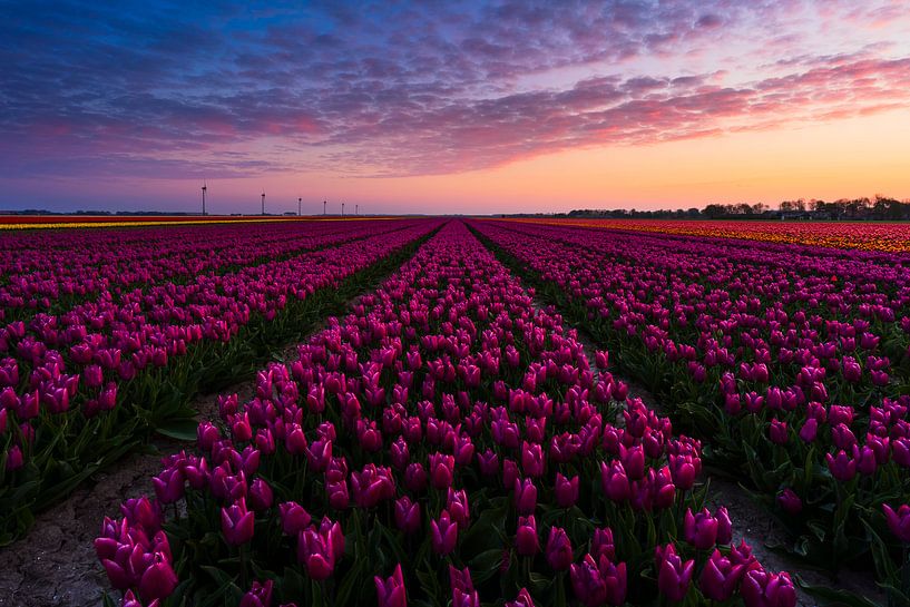 Sonnenaufgang Tulpenfeld von Rick Kloekke