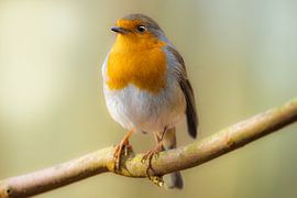 Robin on a branch by Piet Hein Schuijff