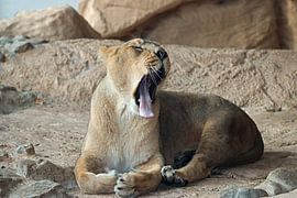 lioness gazing