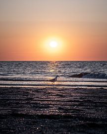Kijkduin - mouette sur Nuance Beeld