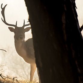 Cerf sur Niels Boere