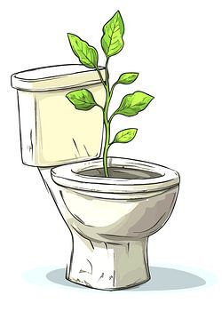 Une plante pousse dans une vieille cuvette de toilettes
