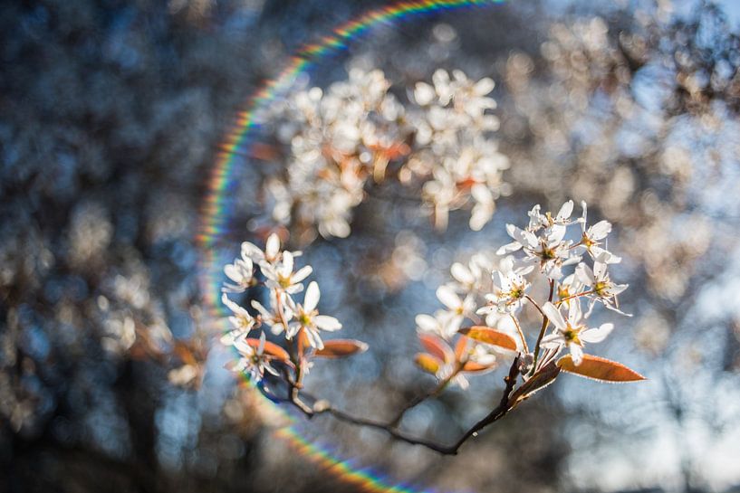 Currant Blossom by Jarno van Bussel