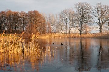 frosty lake with coot in the ice-free area. Trees at the edge and reeds in the lake.