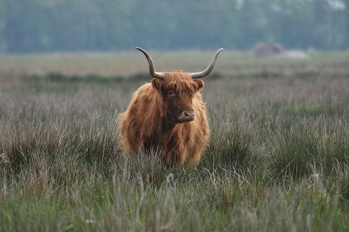 Schotse hooglander in het moeras.