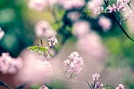 Serenga lente bloemen van Marianna Pobedimova thumbnail