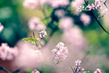 Serenga lente bloemen van Marianna Pobedimova