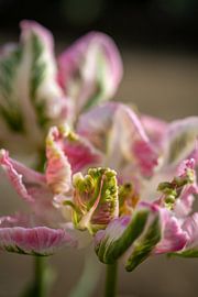 Tulip, abstract by Renate Pit - du Pont