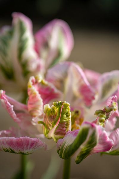 Tulip, abstract by Renate Pit - du Pont