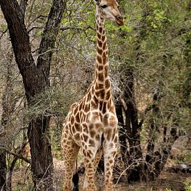 girafe en afrique sur Christiaan Van Den Berg