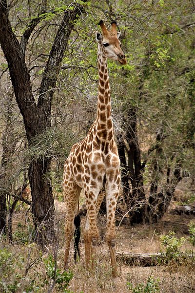 giraffe in afrika van Christiaan Van Den Berg
